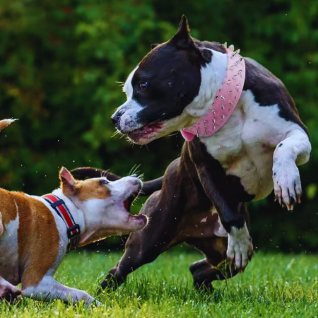 Hundehalsband Aus Kunstleder Mit Nieten – Für Mittelgroße & Große Hunde Wie Pitbull, Mastiff, Boxer