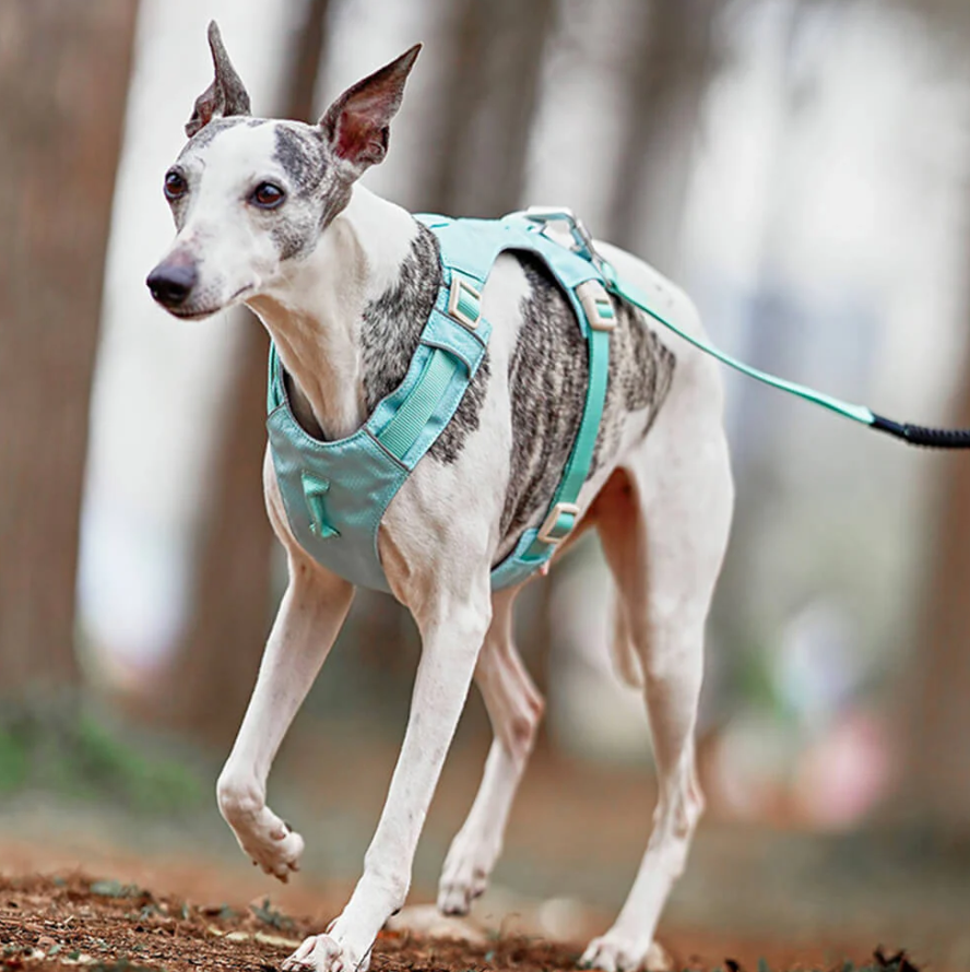 Anti-Zug Hundegeschirr mit Verstellbarer Leine