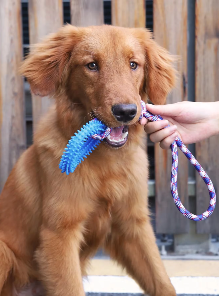 Robustes Hundespielzeug Mit Beißring – Kauspielzeug Zerrseil Für Interaktiven Spielspaß