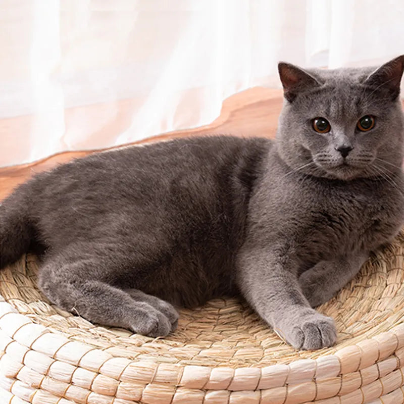 Handgefertigtes Katzennest – Weiches Rundes Haustierbett Aus Naturmaterialien