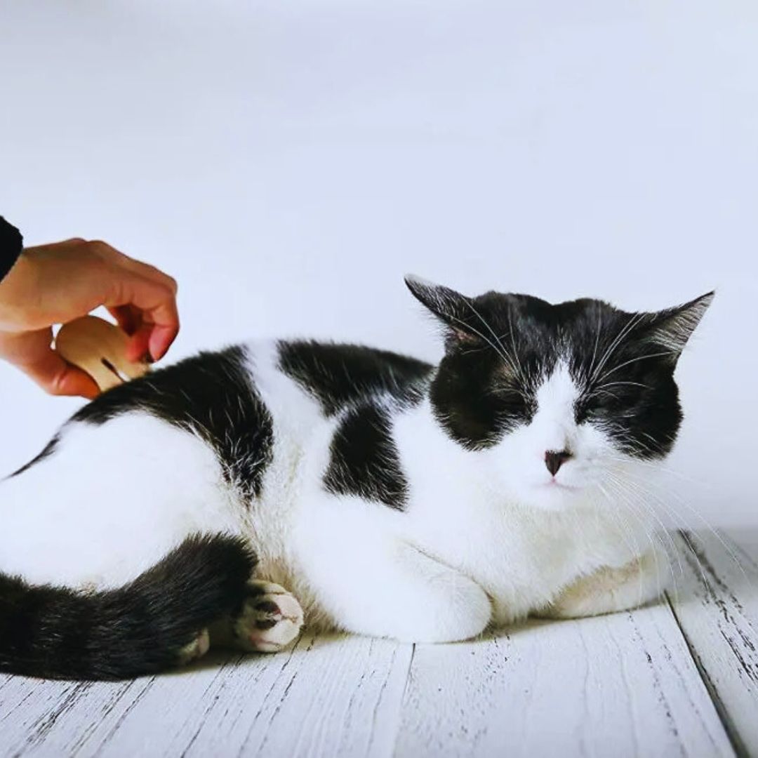 Tierhaarentferner mit Holzgriff – Effizienter Unterwollkamm für Hunde und Katzen