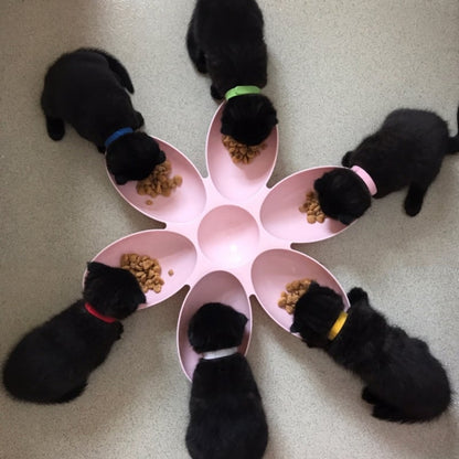 Blumenförmiger Futterteller für Katzen – 6 Schalen In Verschiedenen Farben
