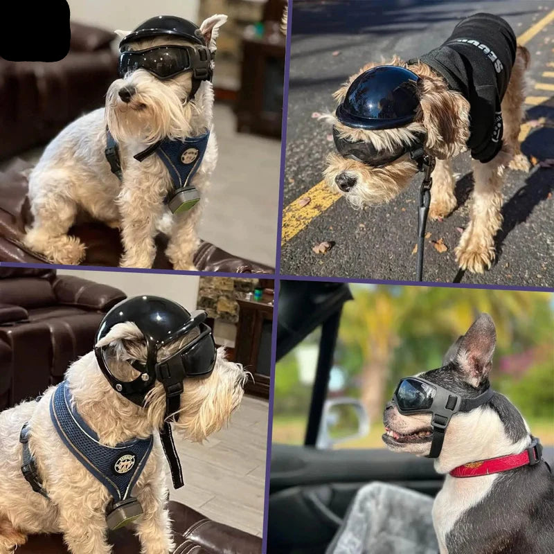 Stylischer Hundehelm mit Brille