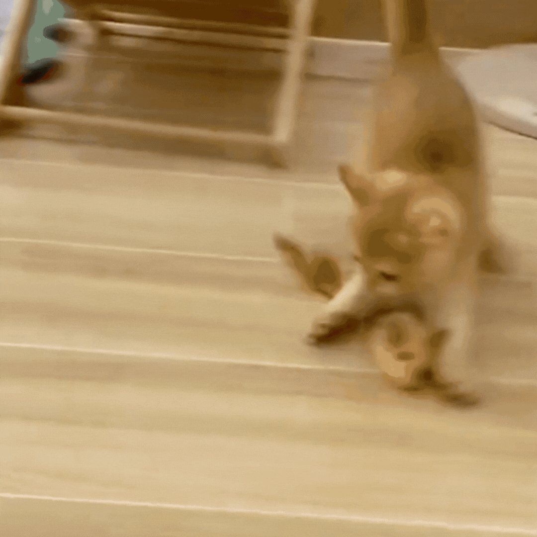 Interactive Cat Toy