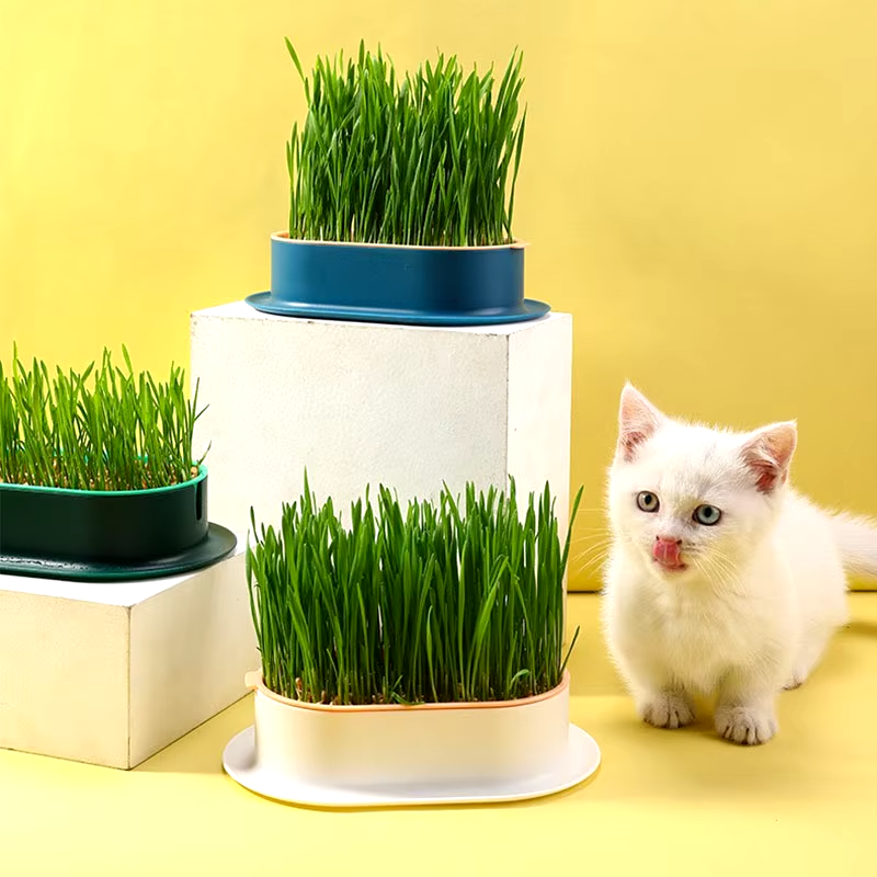 Einfacher Katzen Gras Topf