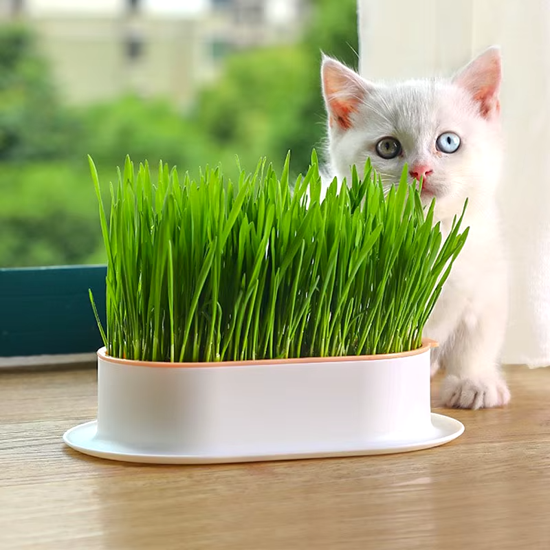 Einfacher Katzen Gras Topf