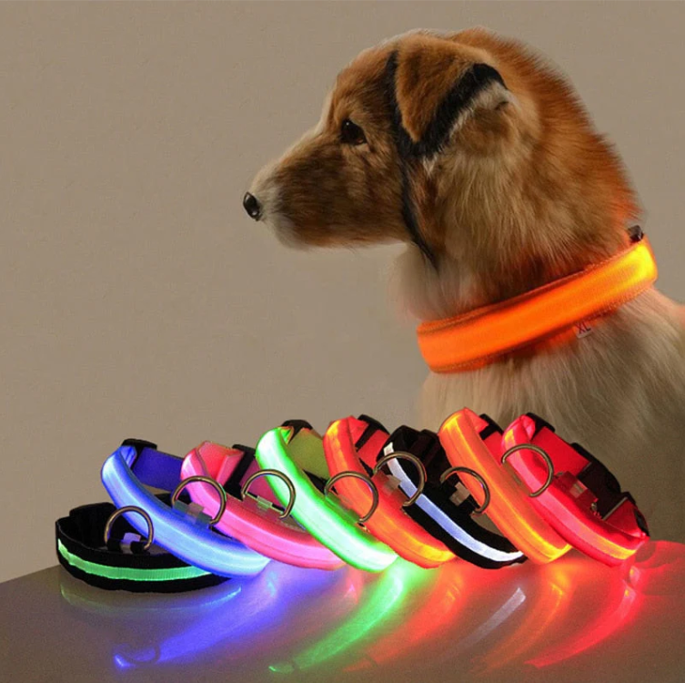 Hundehalsband mit LED-Lichtern