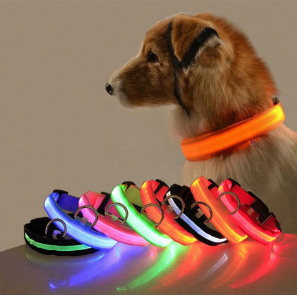 Hundehalsband mit LED-Lichtern