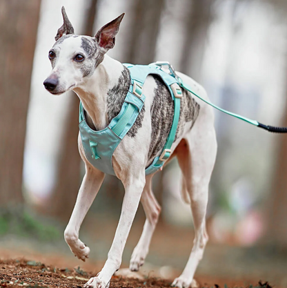 Anti-Zug Hundegeschirr mit Verstellbarer Leine