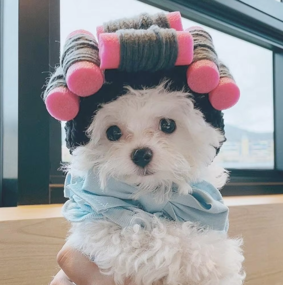 Lustige Haustier Kostüme – Bunte Haaraccessoires für Hunde und Katzen
