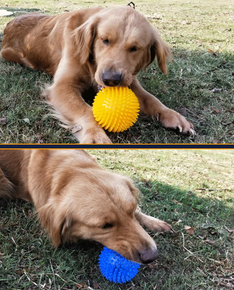 Noppenball Hundespielzeug – Zahnpflege- Und Massageball Für Spielerische Beschäftigung