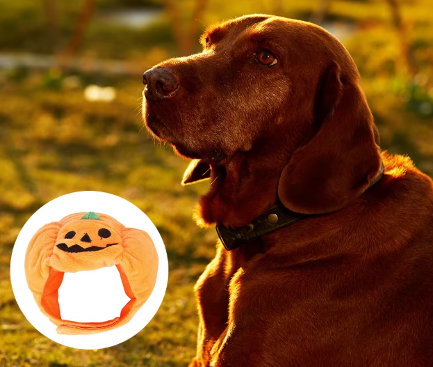 Süßes Halloween-Kürbis-Hundekostüm – Mit Lächelndem Kürbis-Design für Kleine Hunde