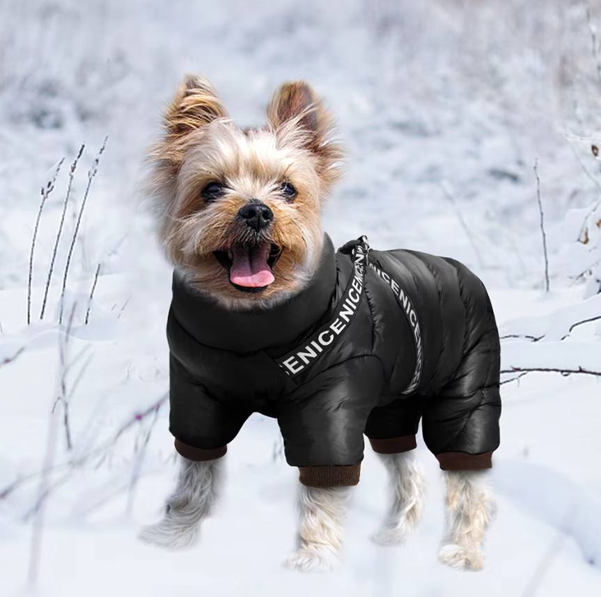 Hundewintermantel für kalte Tage