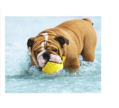 Wasserspielzeug für Hunde – Spritzender Spielball für Den Pool