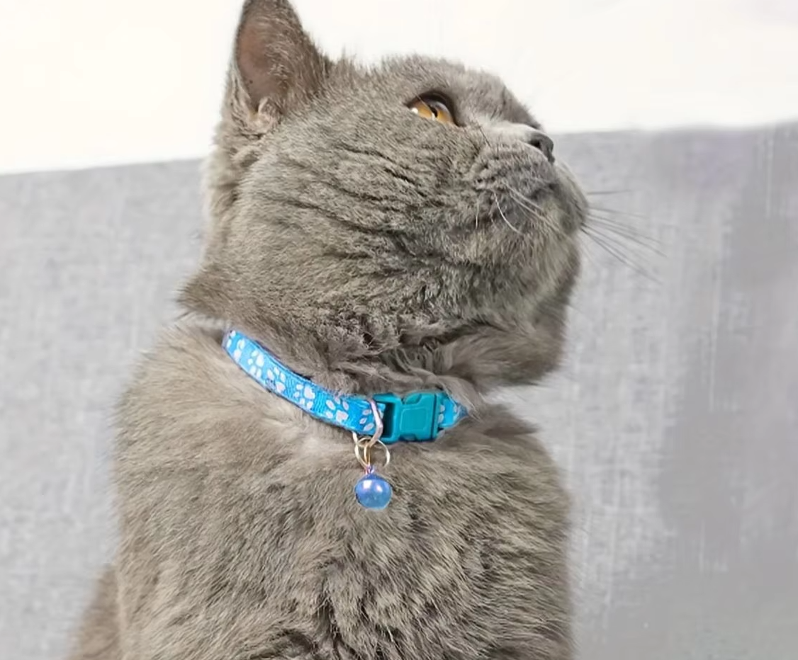 Sicheres Katzenhalsband Mit Glocke – Verstellbares Halsband Mit Pfotenmuster Schnellverschluss