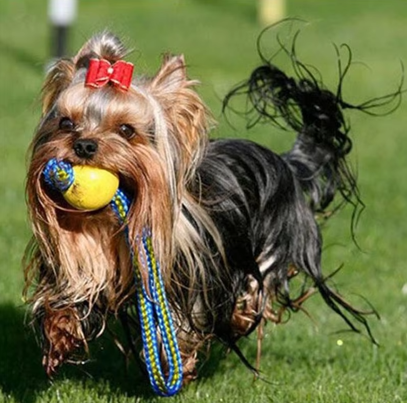 Robustes Hundespielzeug – Apportier- Und Zerrball Mit Seil