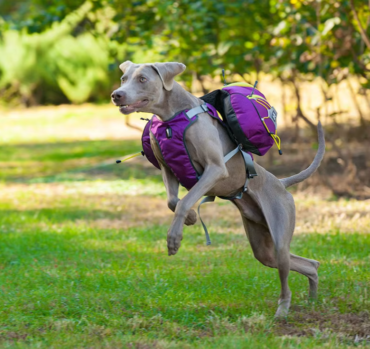 Hundewanderrucksack mit Wasserfesten Taschen – Tragbare Hundetrage für Outdoor-Aktivitäten