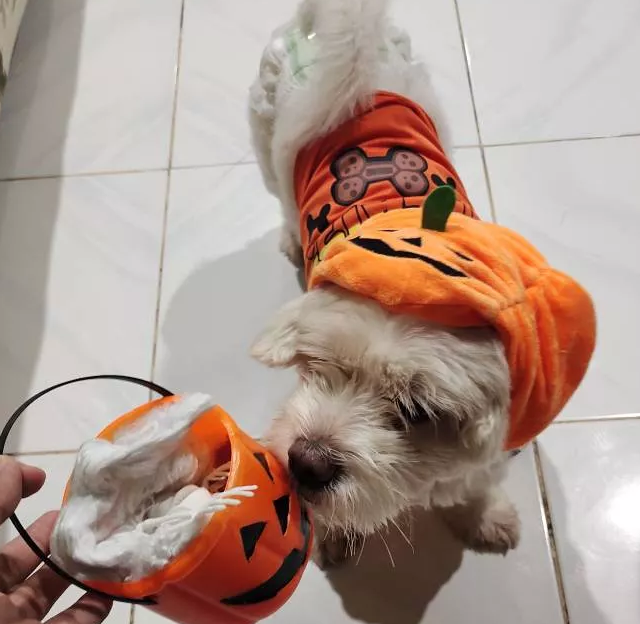 Süßes Halloween-Kürbis-Hundekostüm – Mit Lächelndem Kürbis-Design für Kleine Hunde