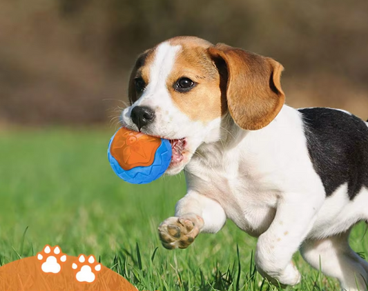 Robustes Hundespielzeug-Set – Interaktive Beiß-  Quietschspielzeuge