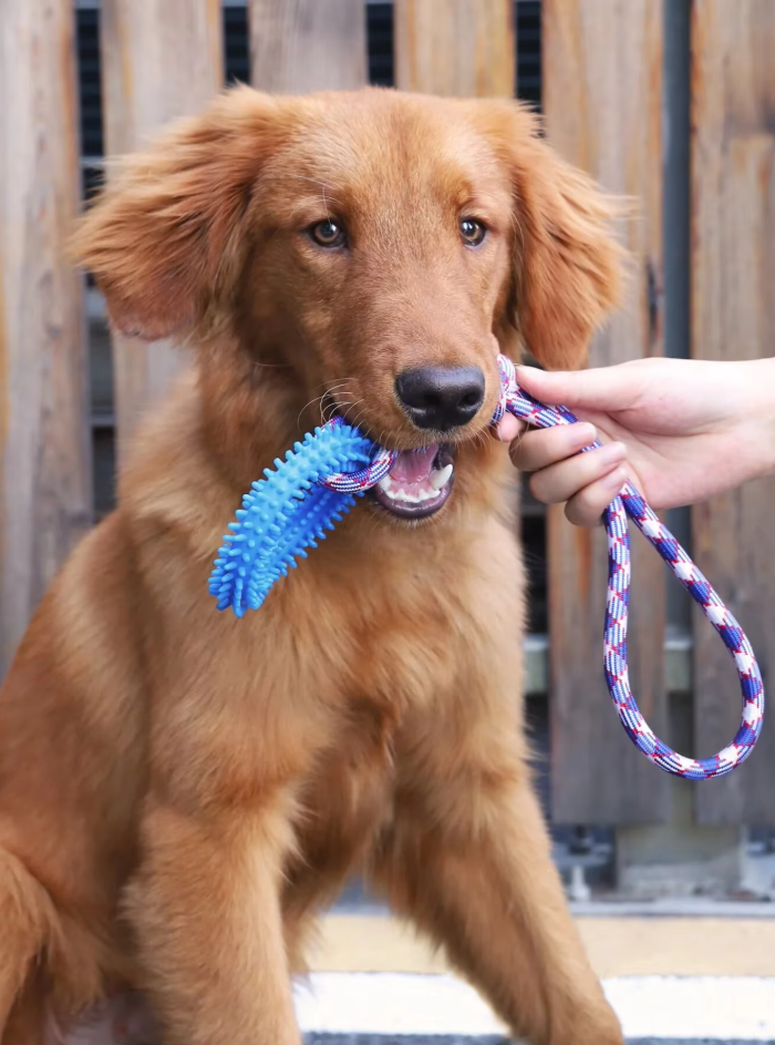 Robustes Hundespielzeug Mit Beißring – Kauspielzeug  Zerrseil Für Interaktiven Spielspaß