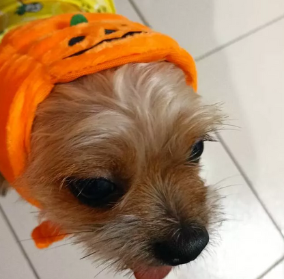 Süßes Halloween-Kürbis-Hundekostüm – Mit Lächelndem Kürbis-Design für Kleine Hunde