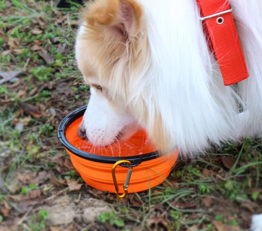 Zusammenklappbarer Hundebecher Mit Karabiner