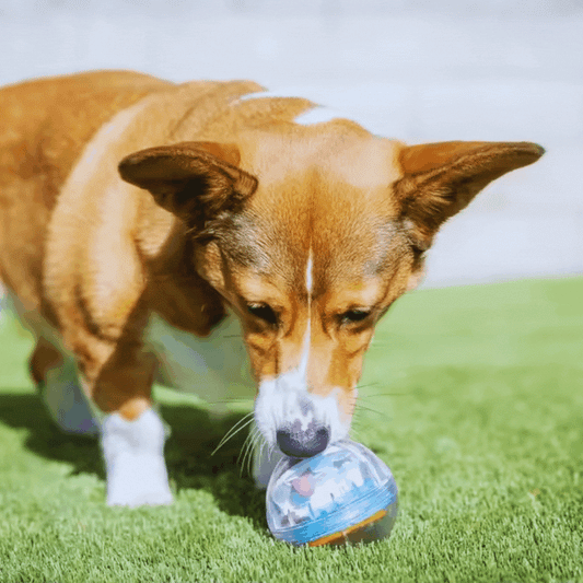 Interaktiver Futterball für Hunde – Fördert Spiel und Futteraufnahme