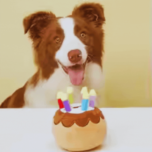 Hundespielzeug Geburtstagskuchen – Mit Kerzen und Plüsch