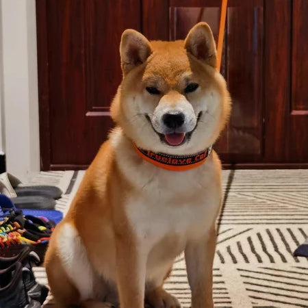 Verstellbares Soft-Hundehalsband mit Reflektierenden Nähten und Sicherheitsverschluss