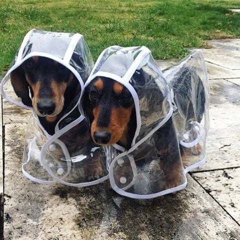 Durchsichtige wasserdichte Hunderegenjacke