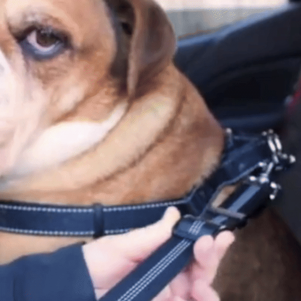 Your GIF Description